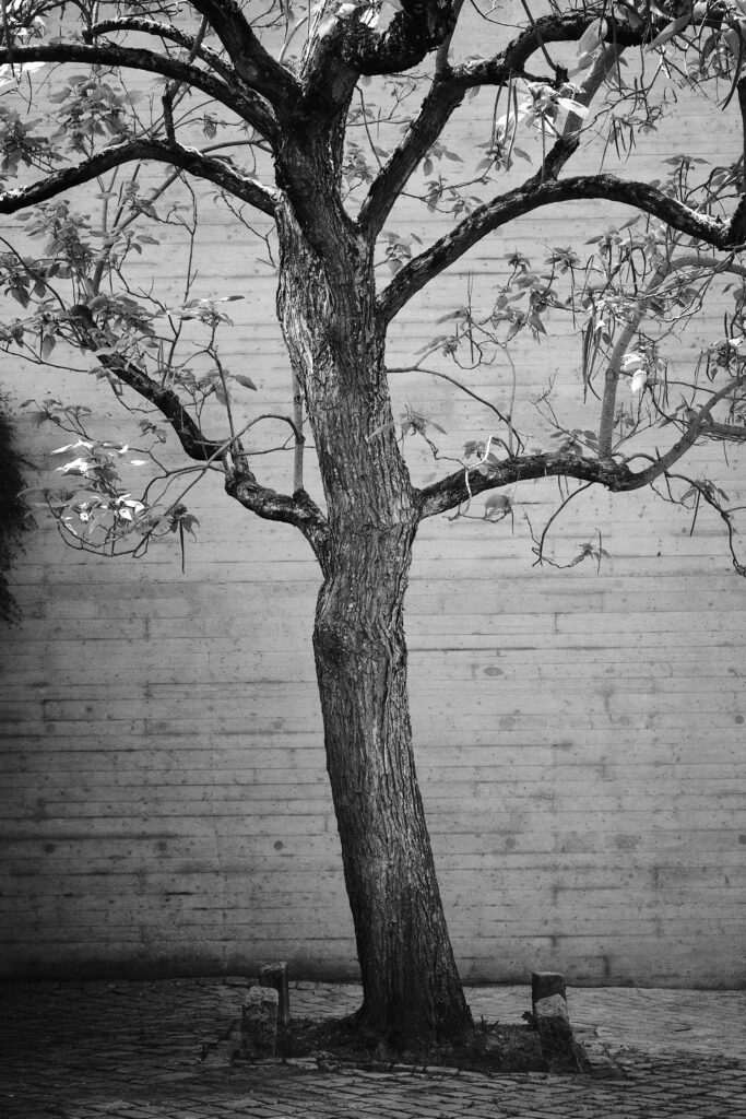 Ein einsamer Baum vor einer Betonkulisse